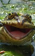 Image result for Smiling Frog Même