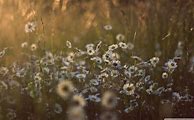 Image result for Wildflower Cases Wallpaper