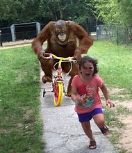 Image result for Orangutan On Bike Meme