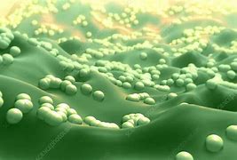 Image result for cocci�n