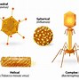 Image result for Parts of Virus