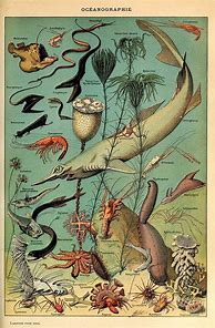 Image result for Deep Sea Life Poster
