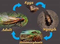 Image result for Cicada Life Cycle for Kids