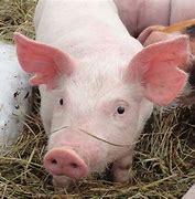 Image result for Hores Pig