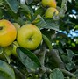 Image result for Different Types of Apple's in South Africa