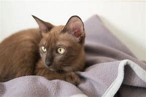 Image result for A Brown Cat