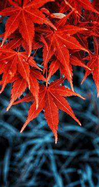 Image result for Leaves iPhone Wallpaper