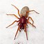 Image result for Wood Spider