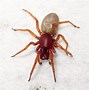 Image result for Big Spiders in CA