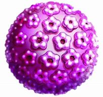 Image result for HPV Structure