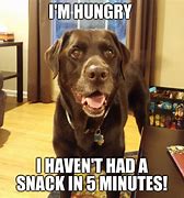 Image result for Dog Memes About Food