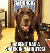 Image result for Funny Animal Memes Hungry