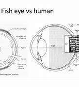 Image result for Fish Eye Focus