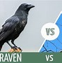 Image result for Difference Between Raven and Crow Calls