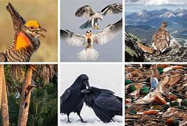 Image result for Audubon Photography Awards 2023