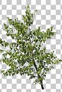 Image result for Maple Branch Alpha Texture