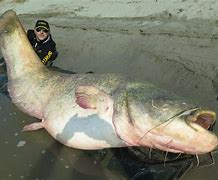 Image result for Monster Catfish