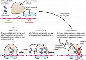 Image result for Protein Biosynthesis