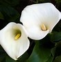 Image result for The Most Beautiful Kalla Flowers