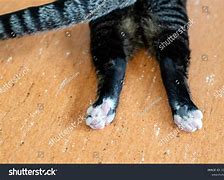 Image result for Black Cat Hind Legs