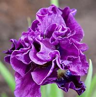 Image result for Iris sibirica Bundle of Joy