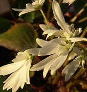 Image result for Saxifraga cortusifolia Shiranami