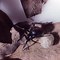 Image result for Redback Spider Fangs