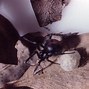 Image result for Redback Spider Size