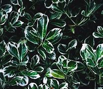 Image result for Green and White Leaves