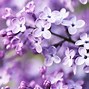 Image result for Aesthetic Purple Background HD