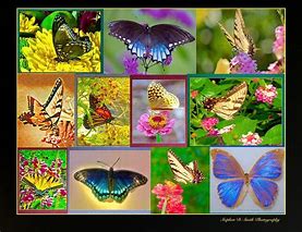 Image result for Butterfly Collage