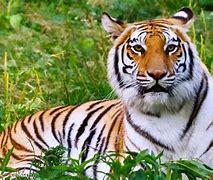 Image result for Big Cat Pictures Free