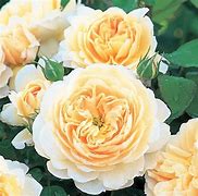 Image result for Rosa Crocus Rose