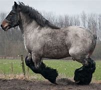 Image result for Belgian Draft Horse Stud