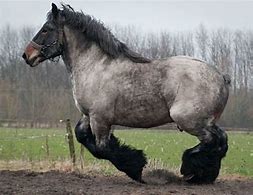 Image result for Heavy Draft Horse Breeds