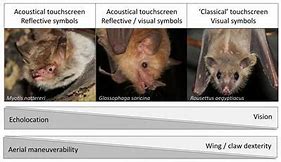 Image result for Bat with Human Teeth Meme
