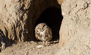 Image result for Burrowing Owl Hole
