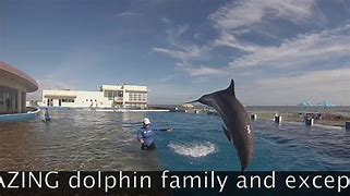 Image result for Tokyo International University Dolphin