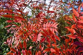 Image result for Chinese Pistache Tree