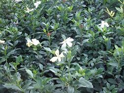 Gardenia jasminoides Sweet Star に対する画像結果