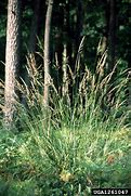 Image result for calamagrostis_arundinacea
