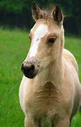 Image result for Samsung Galaxy S5 Horse Phone Cases