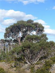 Image result for Eucalyptus Tree