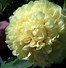 Image result for Paeonia itoh Sonoma Yedo
