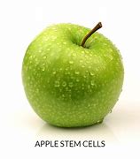 Image result for Cell Component Picture of a Fresh Apple