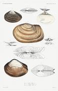 Image result for Clam Taxonomy