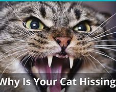 Image result for Cat Hiss Meme