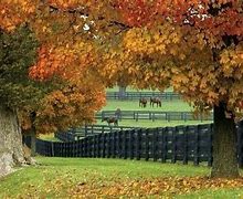 Image result for Fall in Western KY Horse Farms