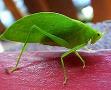 Image result for Green Cricket Insect