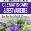 Image result for Clematis Care